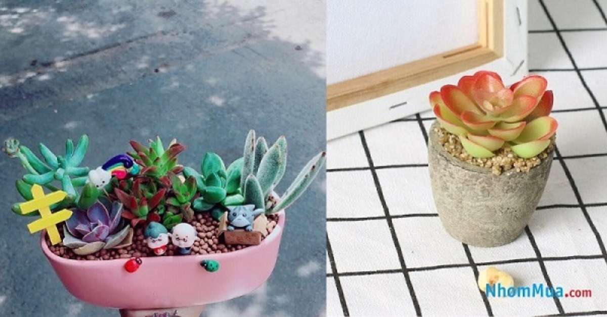 Sen đá là ý tưởng quà tặng độc đáo mà các bạn nam nên tham khảo