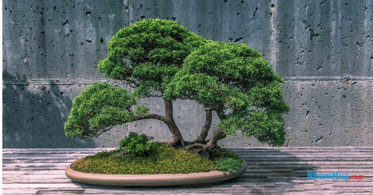 Cây cảnh trang trí - quà tân gia hợp phong thuỷ